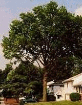 Plano Tree Removal