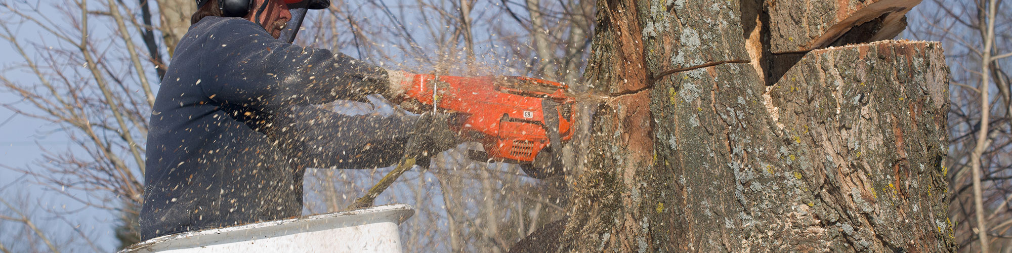 Tree Removal Plano, Texas