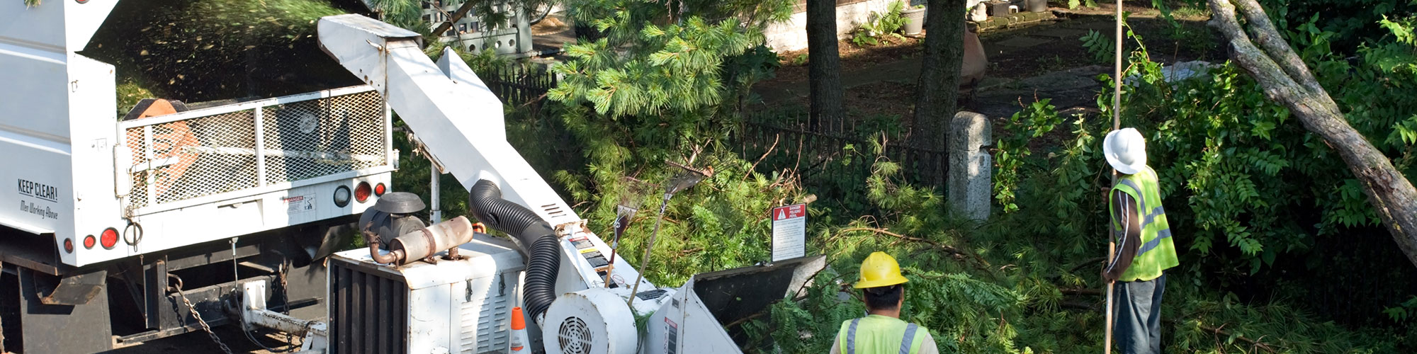 Arborist Plano, Texas